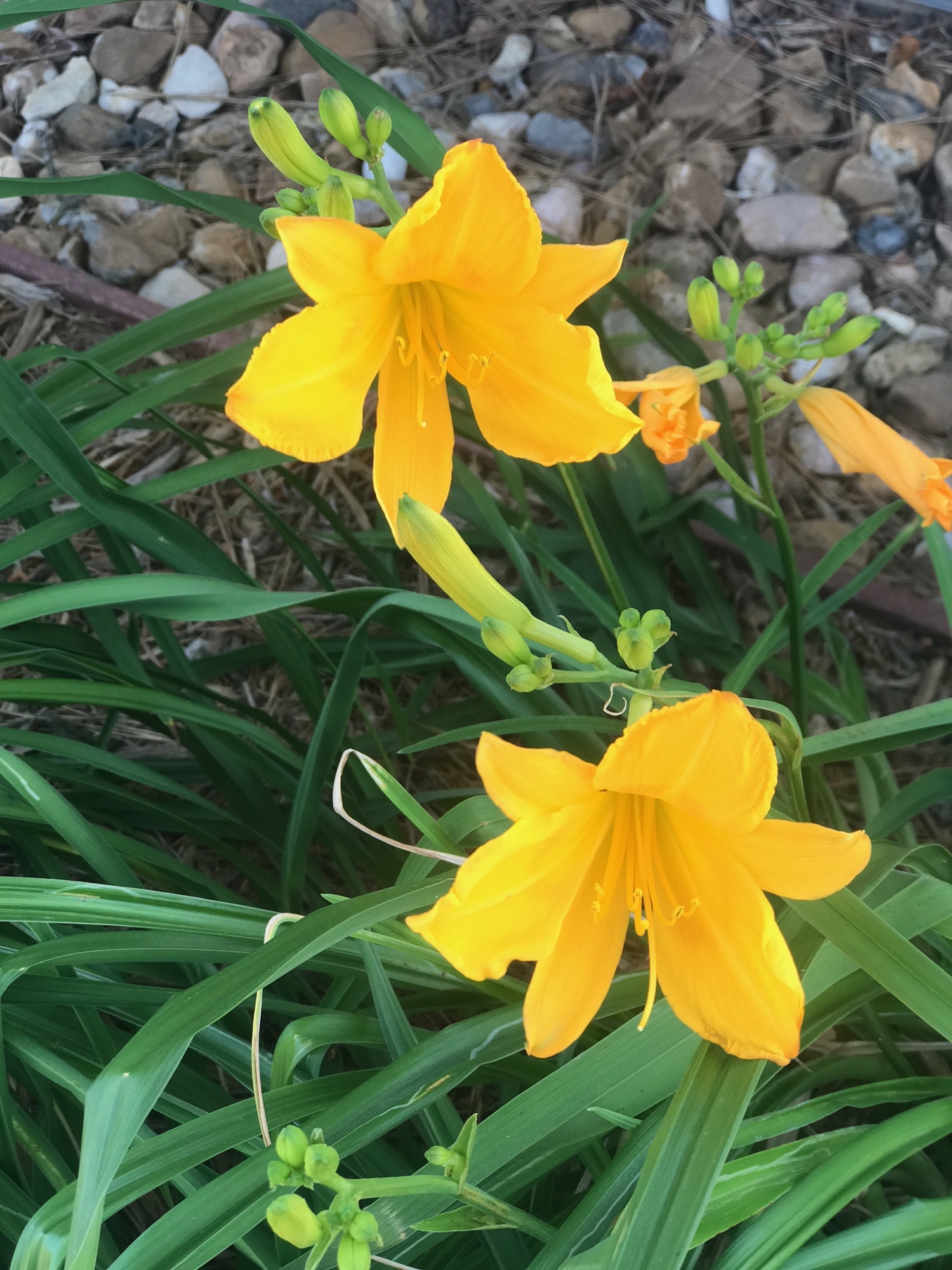 Yellow daylilies blooming along a rock-lined garden bed at Pin Oak Park